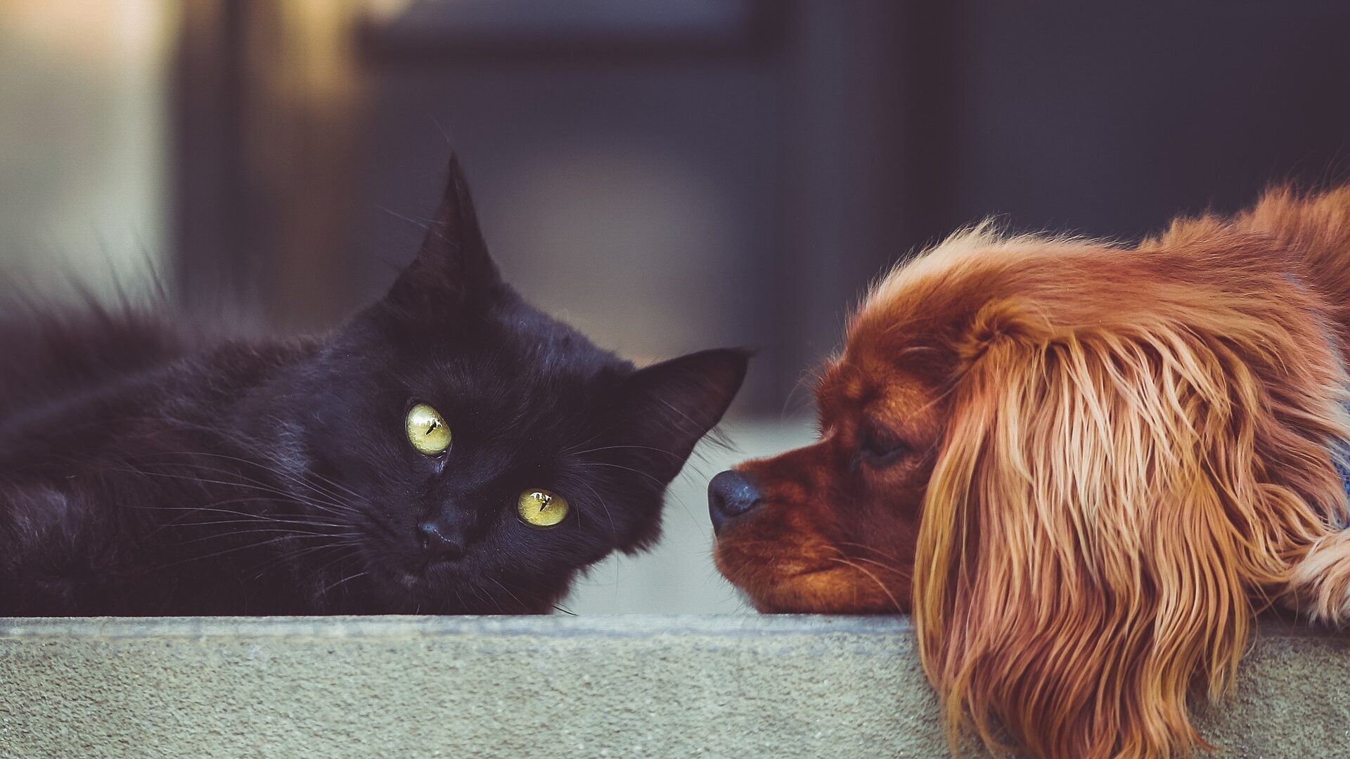 Chip-Pflicht für Katzen und Hunde