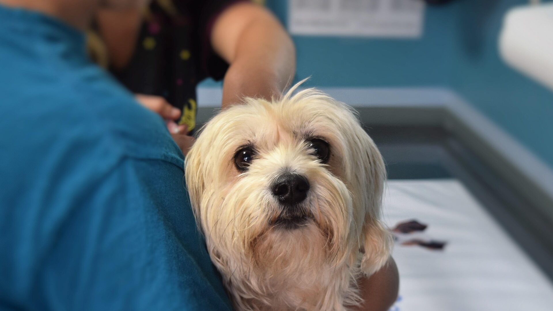 Einem Hund wird beim Tierarzt ein Mikrochip eingesetzt.