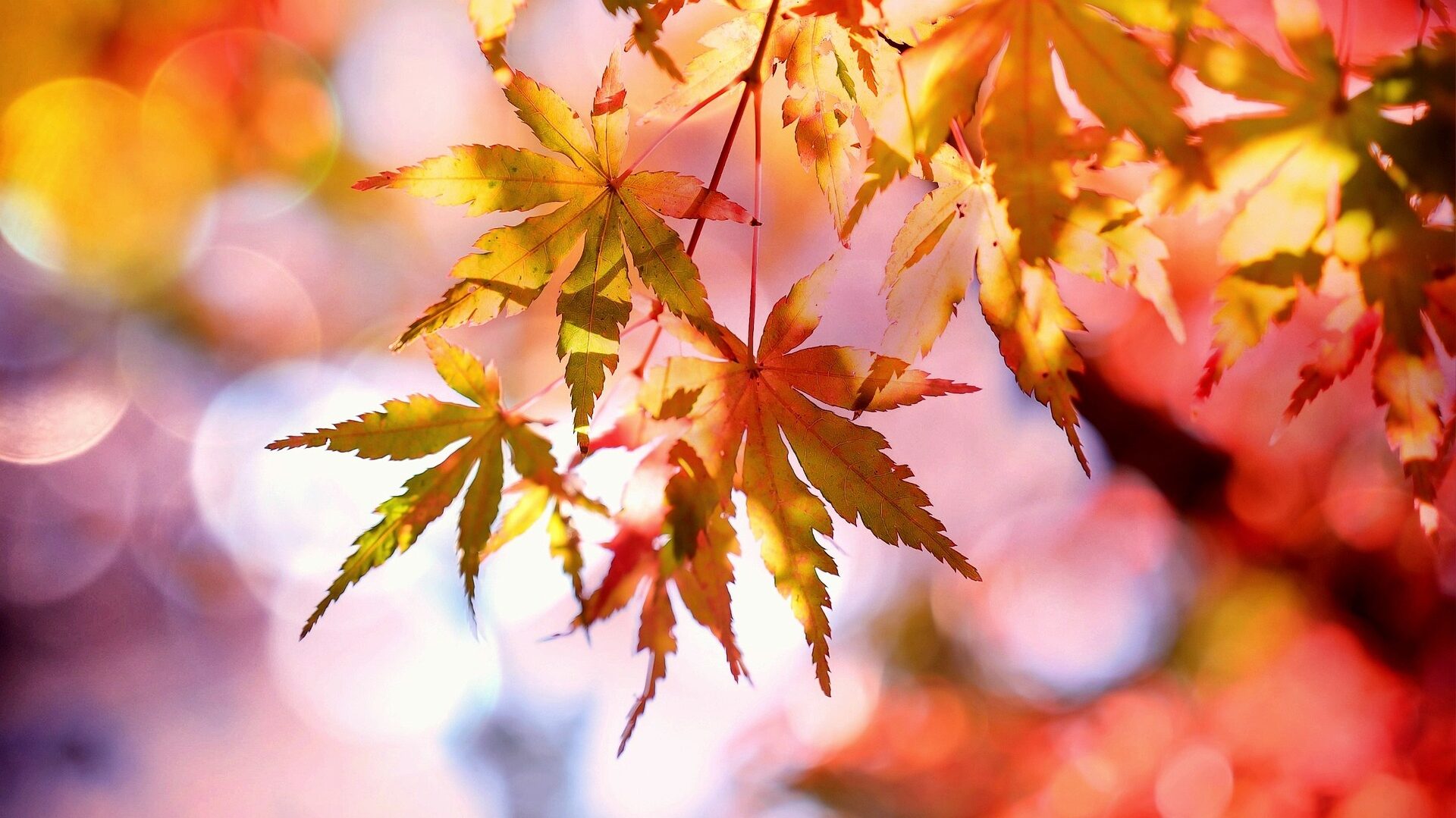 Ahornzweig im Herbst