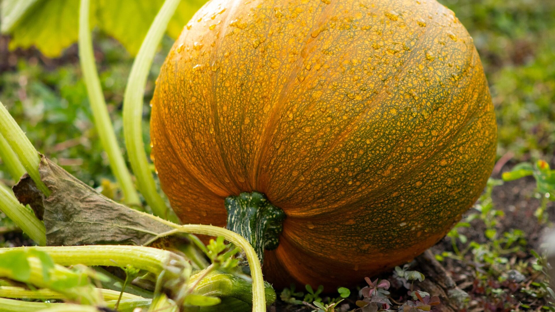 Kürbis auf dem Feld