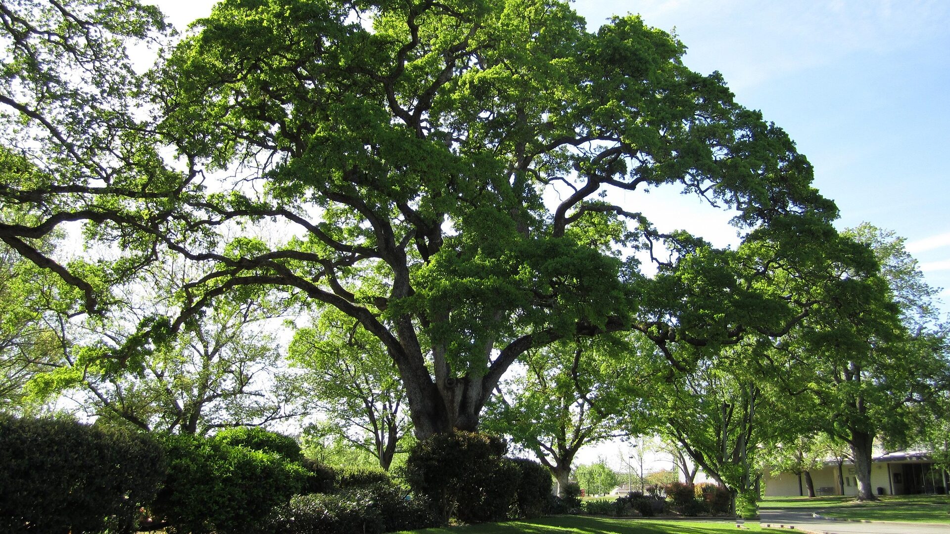 Das Holz der einheimischen Eiche ist besonders robust und widerstandfähig.