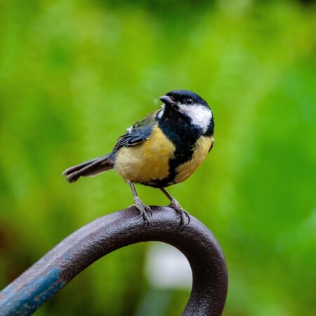 Was bei der Vogelfütterung im Winter wichtig ist