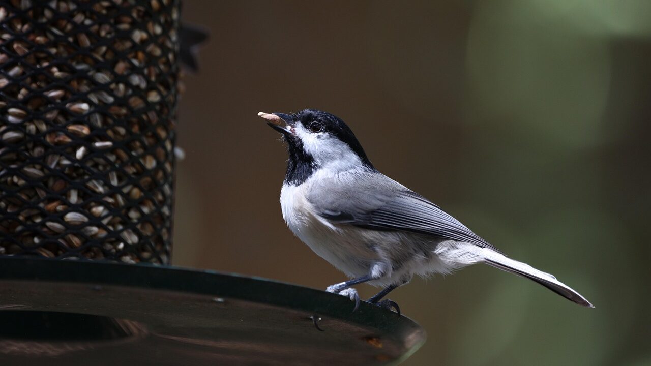 Was bei der Vogelfütterung im Winter wichtig ist 3 chickadee 8275901 1280 edited