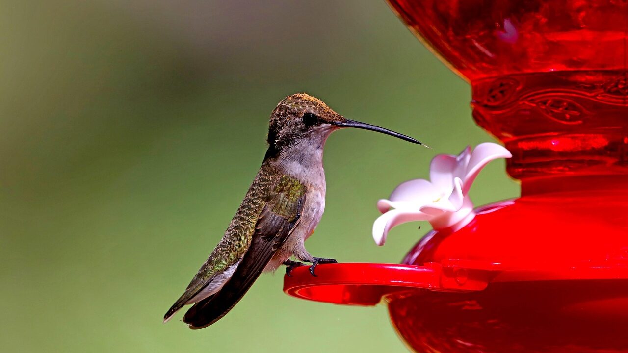 Was bei der Vogelfütterung im Winter wichtig ist 4 hummingbird 6713263 1280 edited