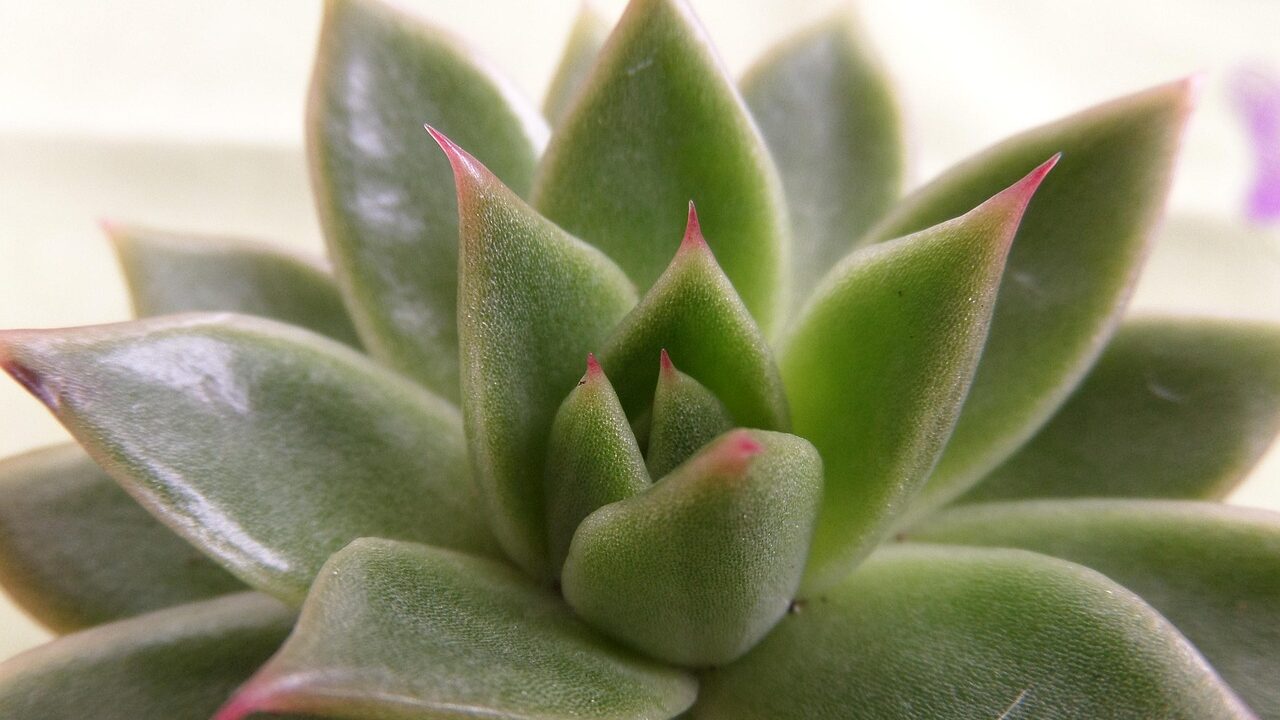 Zimmerpflanzen – der persönlicher Ratgeber und auf man achten muss: 3 Zimmerpflanze