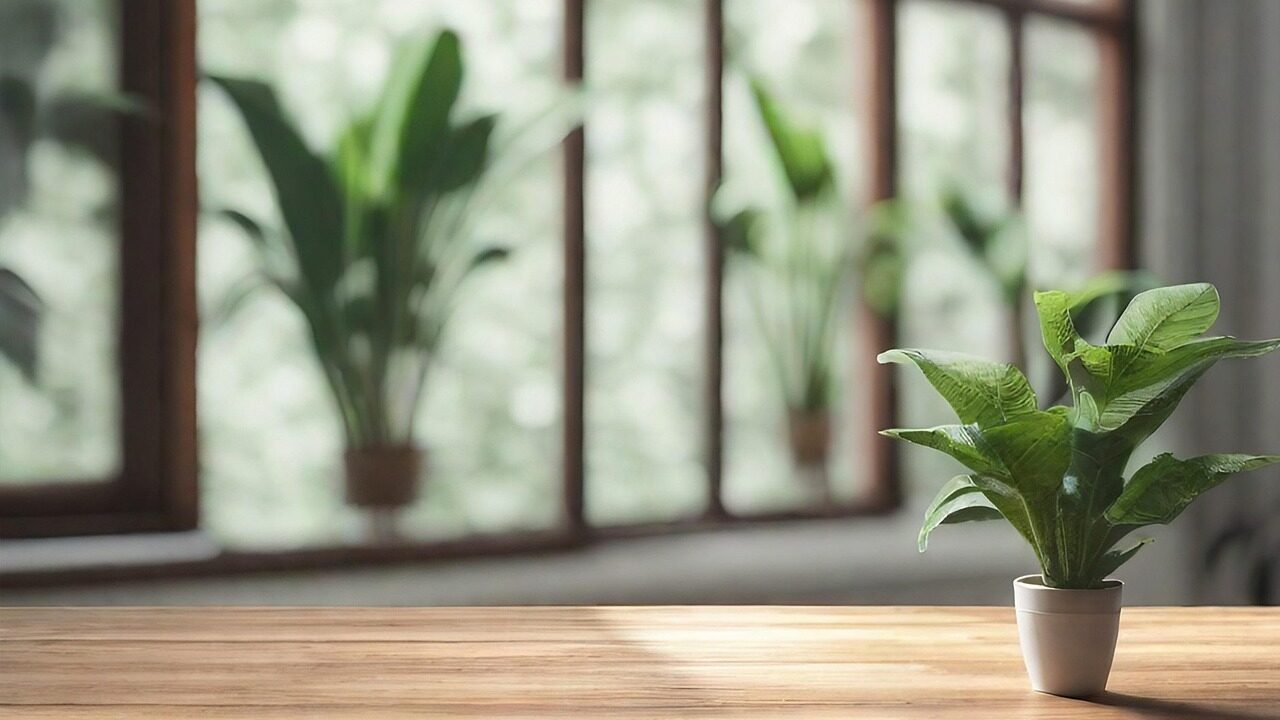 Zimmerpflanzen – der persönlicher Ratgeber und auf man achten muss: 1 Zimmerpflanzen