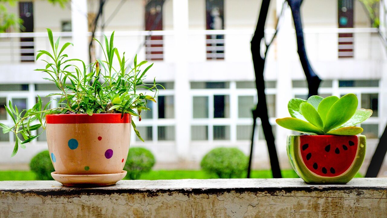 Zimmerpflanzen – der persönlicher Ratgeber und auf man achten muss: 2 Zimmerpflanzen