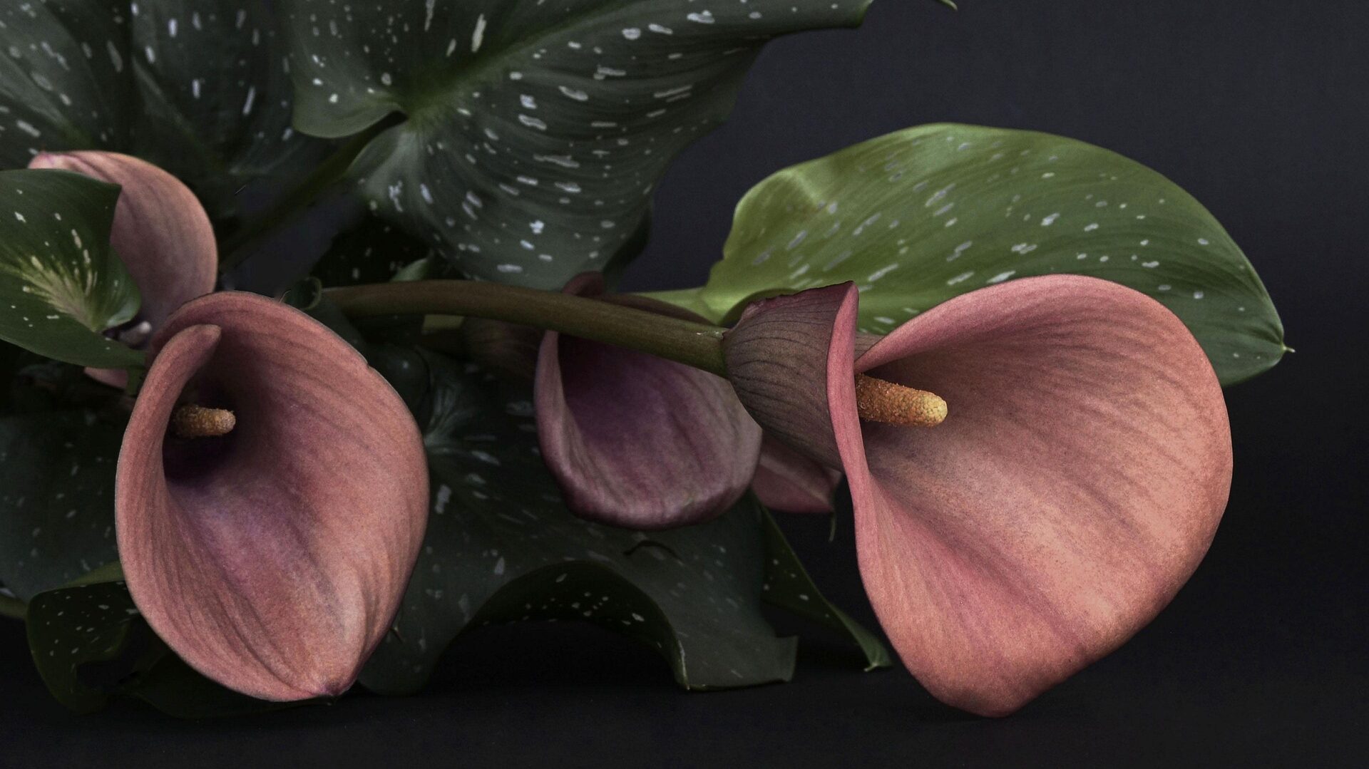 Was nach einem Todesfall zu tun ist: Leitfaden & Tipps 3 Rote Callablüte.