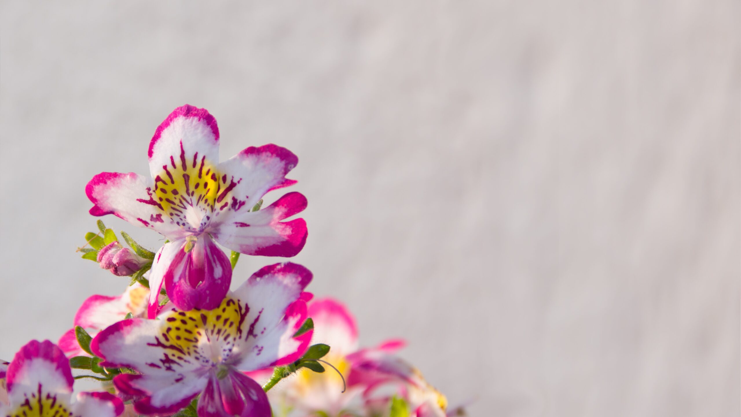 Balkonbepflanzung im Frühling – Ratgeber für üppige Frühlingsblüten 1 Balkonbepflanzung