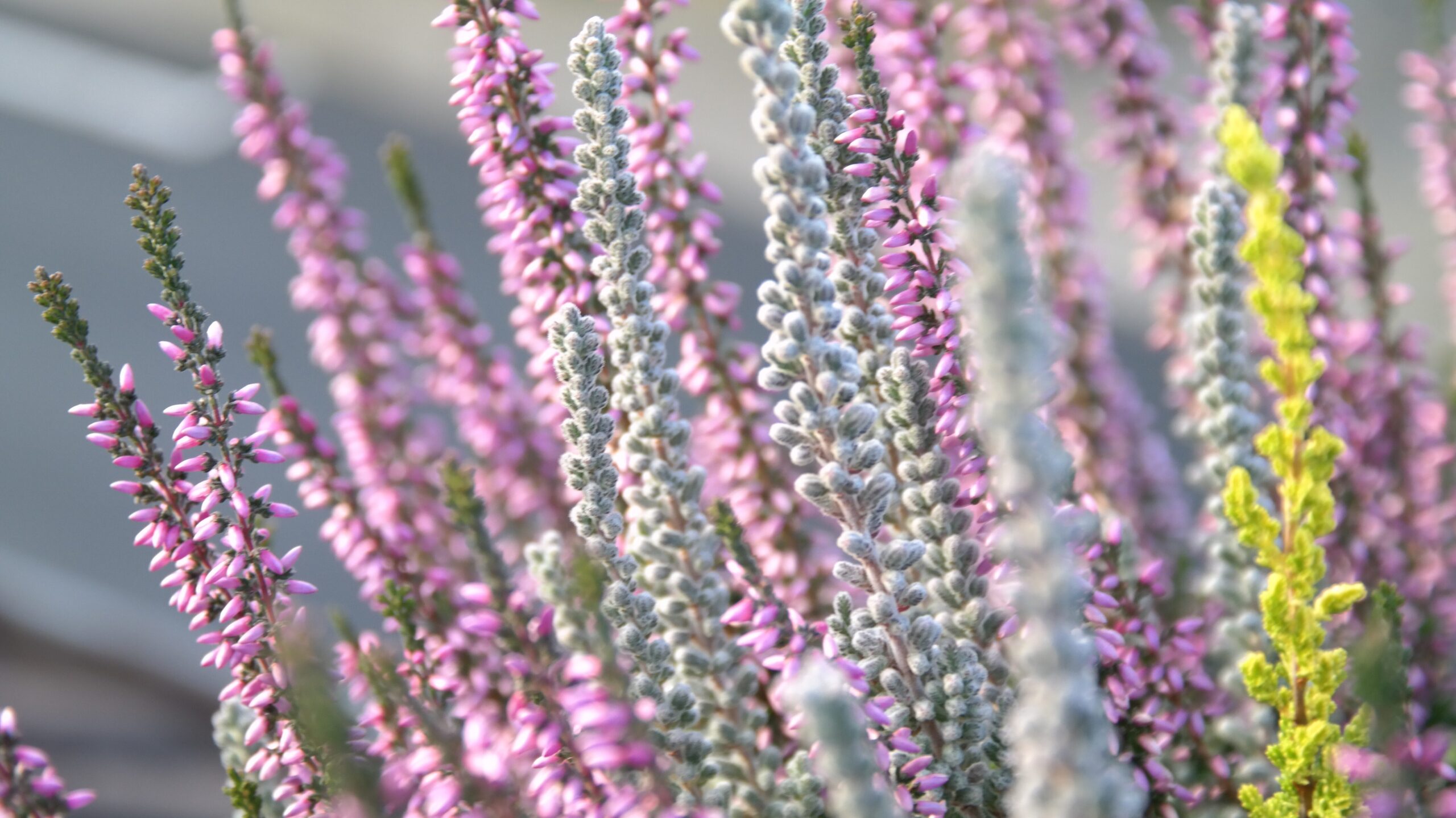 Balkonbepflanzung im Frühling – Ratgeber für üppige Frühlingsblüten 3 Balkonbepflanzung