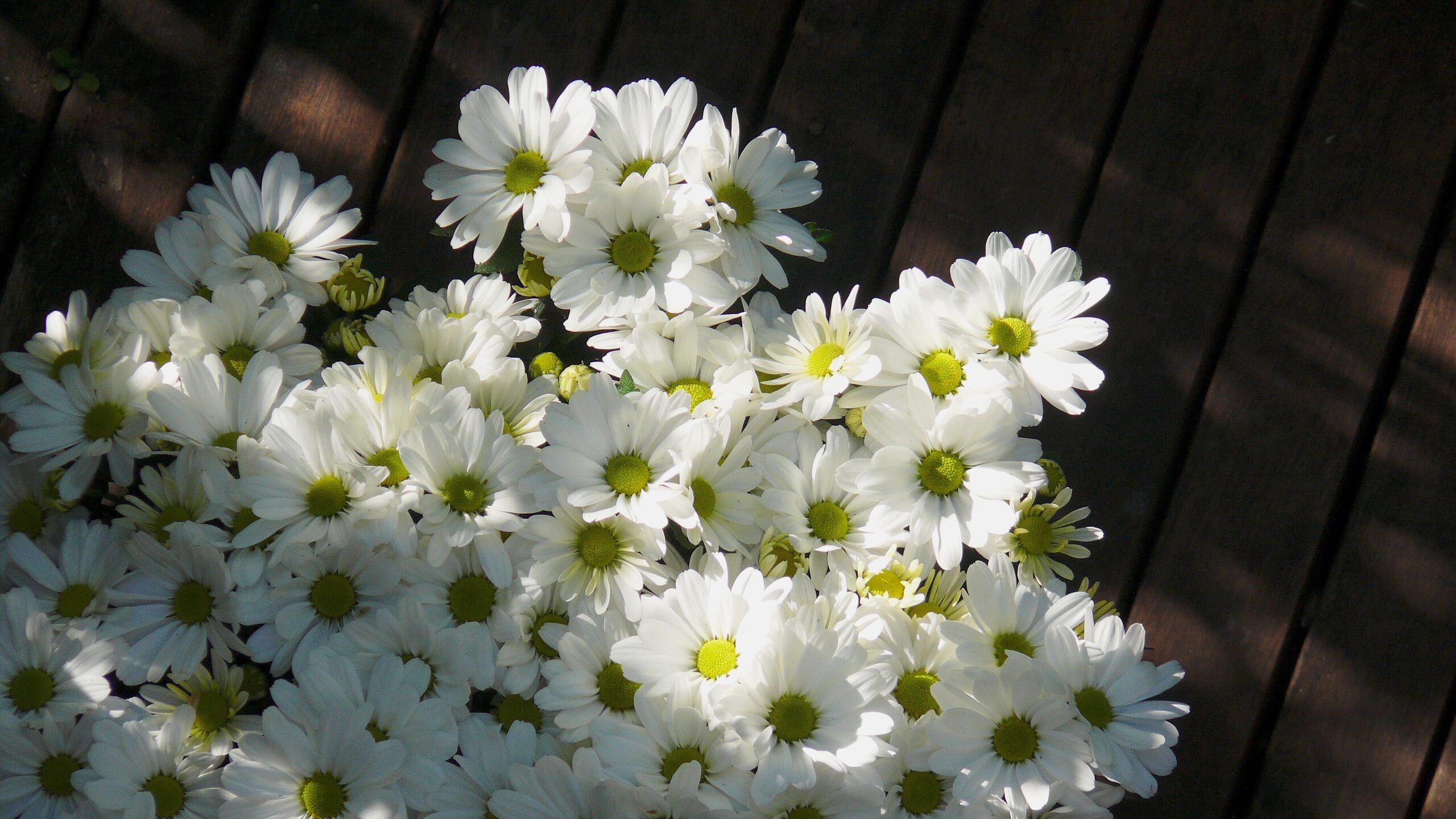 Balkonbepflanzung im Frühling – Ratgeber für üppige Frühlingsblüten 2 Balkonbepflanzung