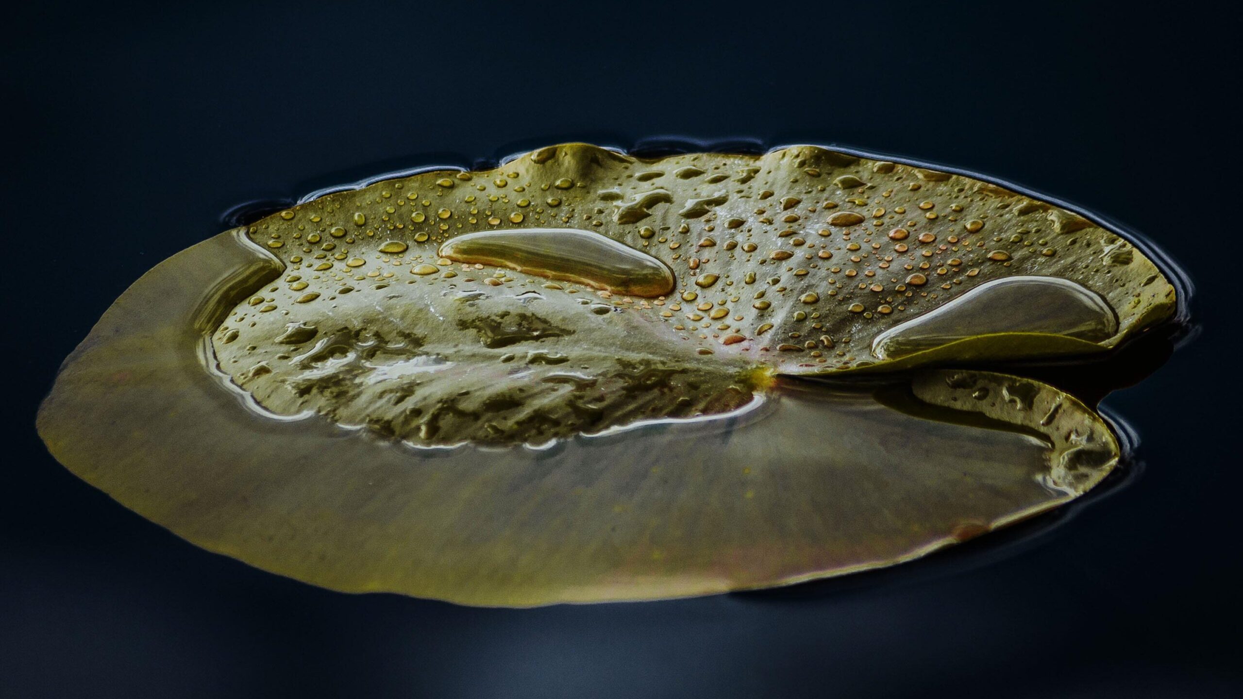 Bewässerungssystem: Grundlagen, Funktionen und Bedeutung 2 jwvein water lily 6228200 edited scaled