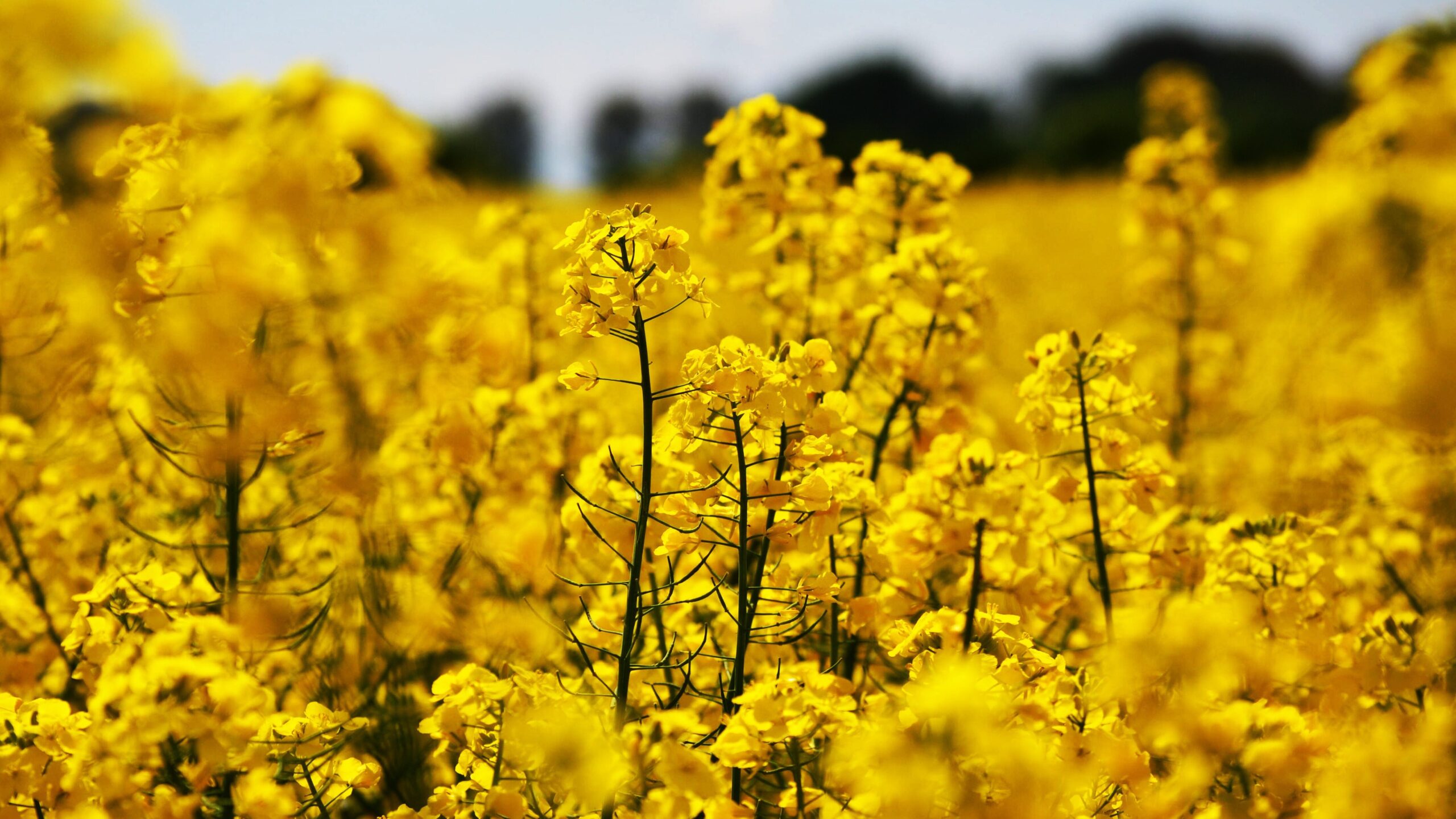 Gesunde Öle im Vergleich: Welches Öl ist am gesündesten und wofür eignet es sich? 3 2450477 oilseed rape 1494662 edited scaled