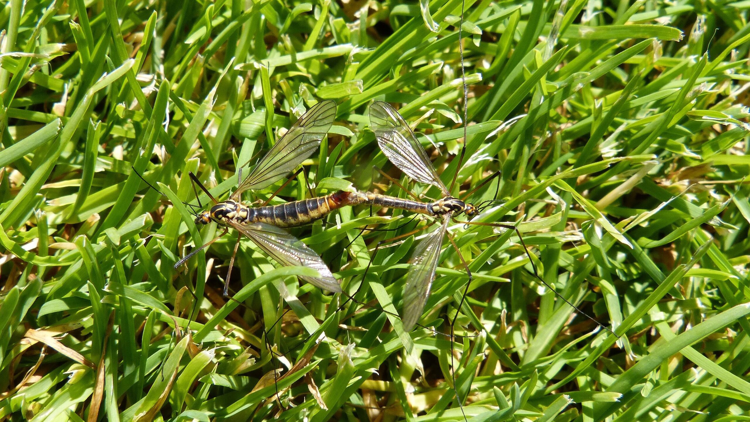 Schnaken im Sommer – Warum sie auftreten und wie man sich effektiv schützt 2 alsen daddy longlegs 341757 edited scaled