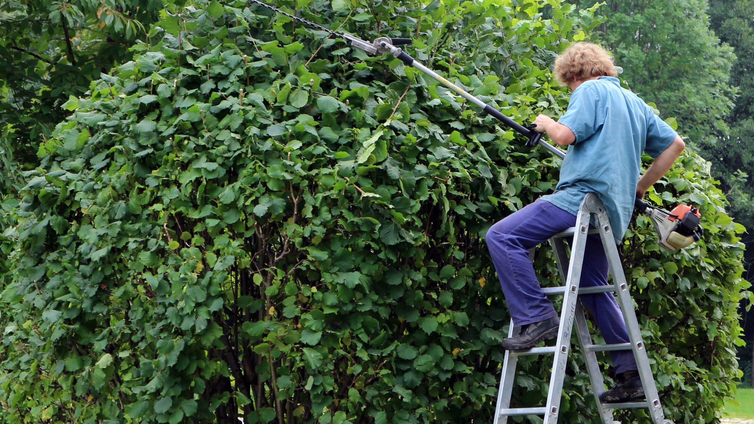 Hecke schneiden: Der große Ratgeber für den richtigen Zeitpunkt, die passende Technik und gesunde Pflanzen 2 Hecke schneiden, Gartenarbeit