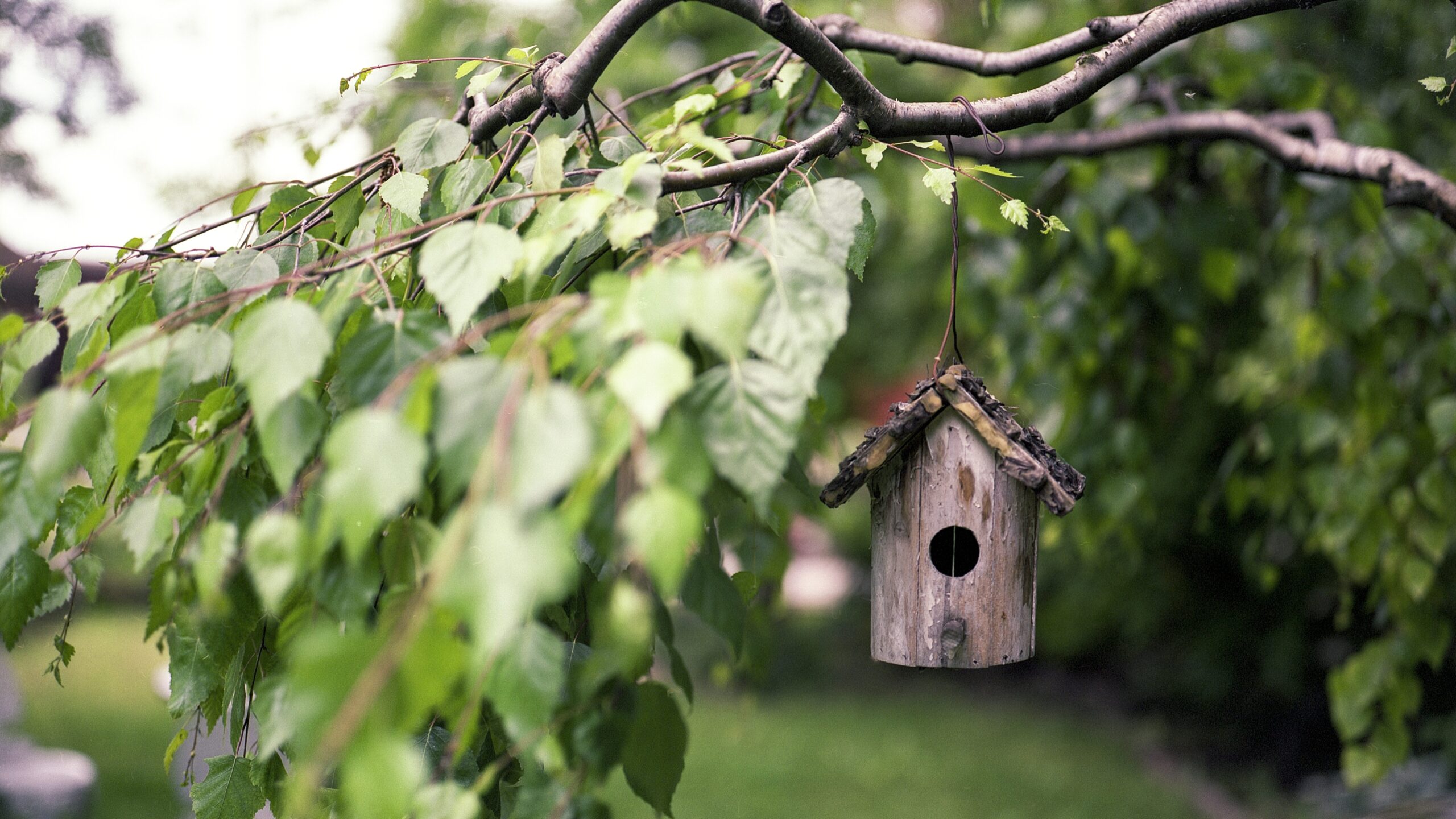 Vogelhäuschen bauen – Der umfassende Ratgeber für Material, Bauanleitung, Standort und Pflege 3 brenkee bird feeder 2344414 edited scaled