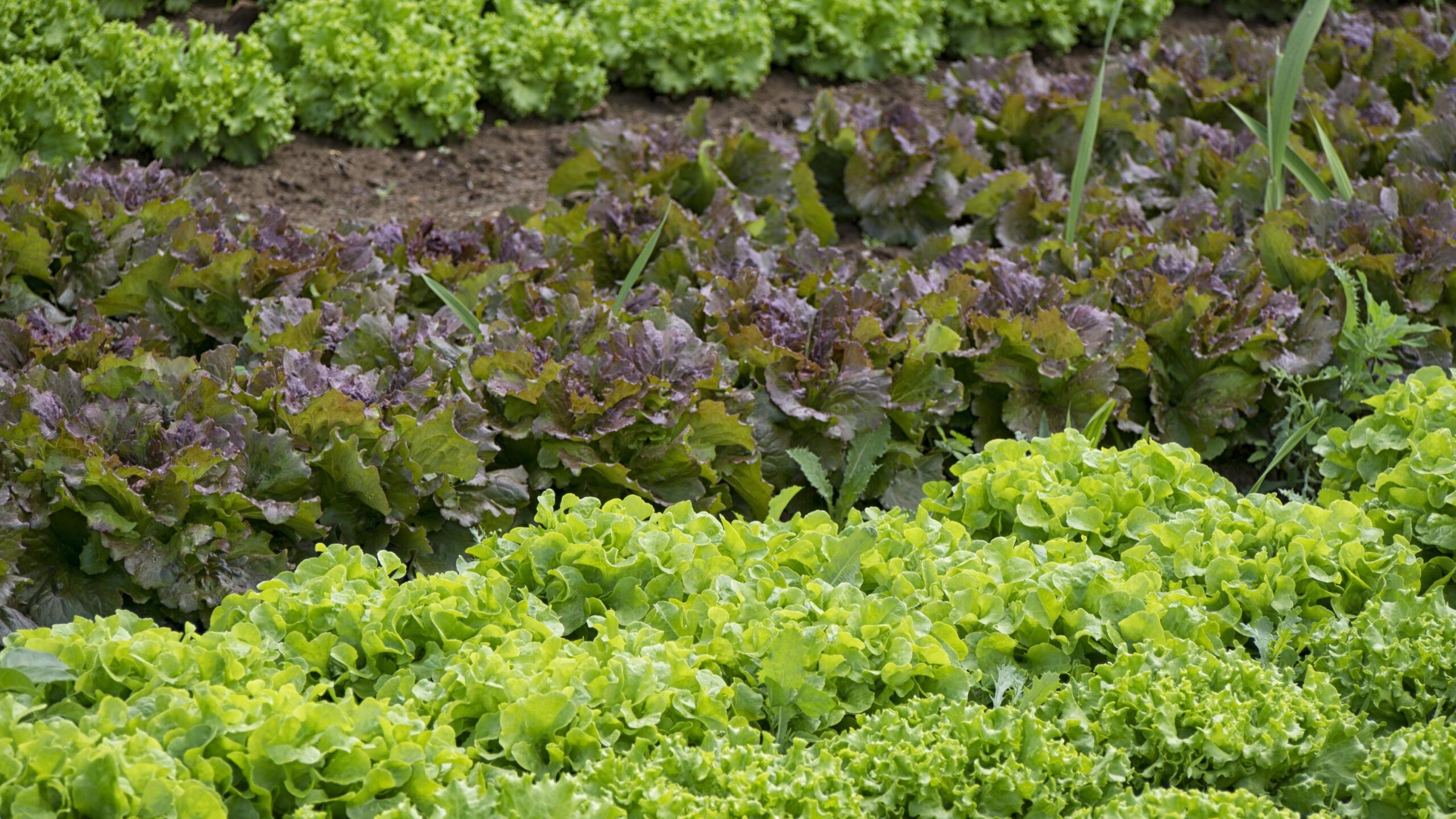 Gemüsegarten für Anfänger – Der umfassende Ratgeber für den erfolgreichen Start 3 edar vegetables 861363 edited scaled