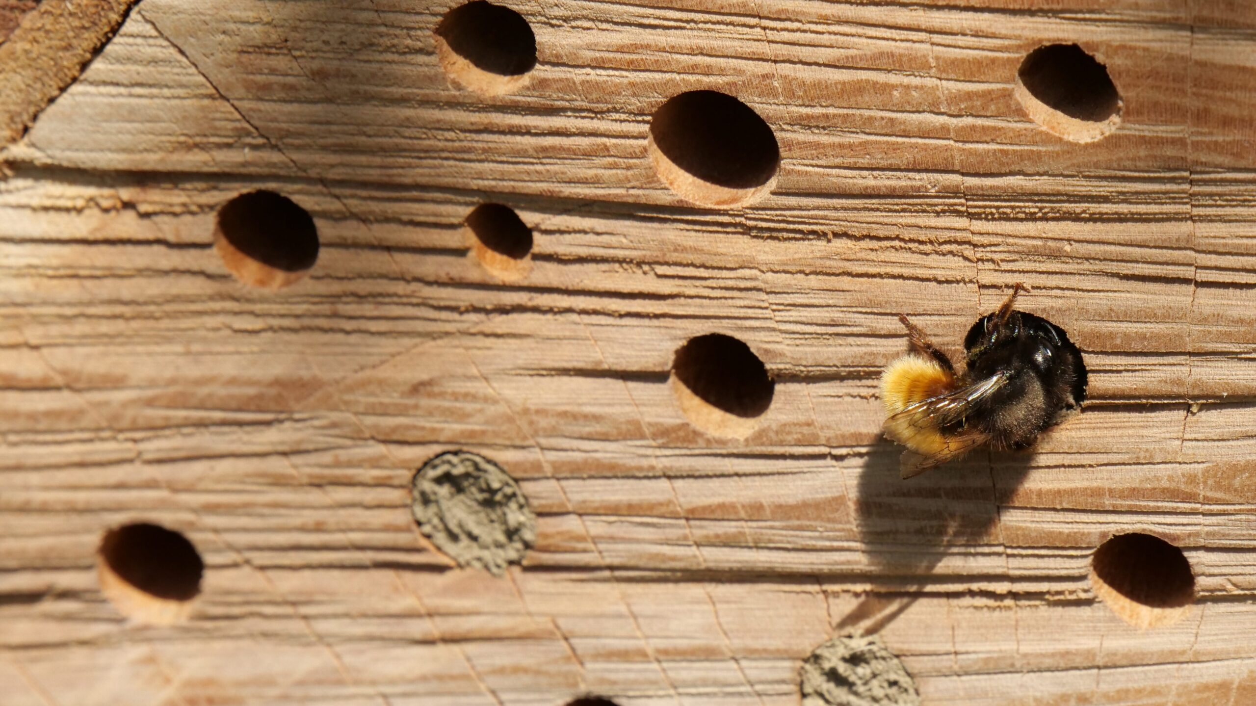 Insektenhaus: Nutzen, Standort, Bewohner und wichtige Tipps für Bau und Pflege 1 hbieser insect hotel 5082547 edited scaled