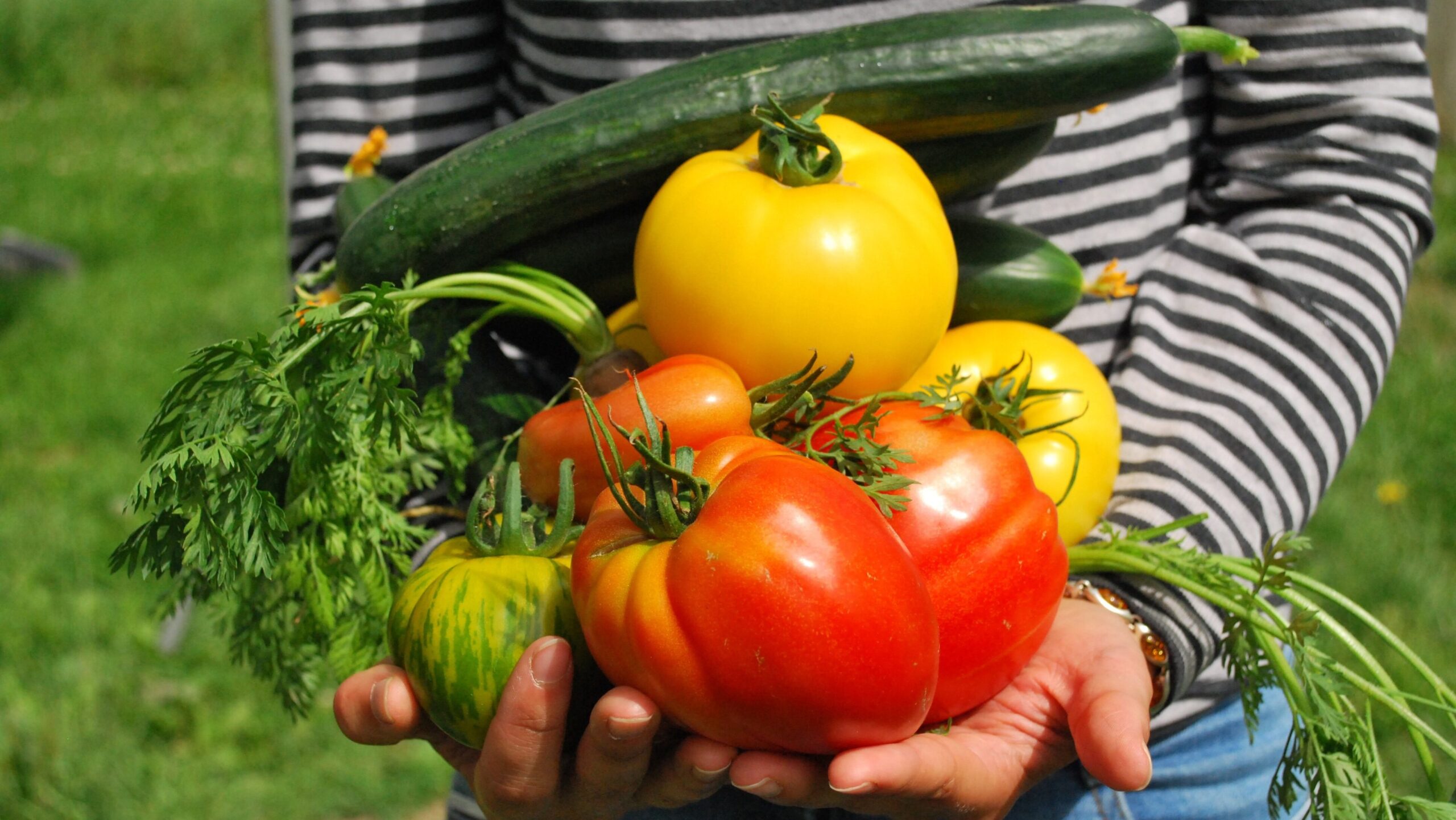 Gemüsegarten für Anfänger – Der umfassende Ratgeber für den erfolgreichen Start 2 Gemüsegarten