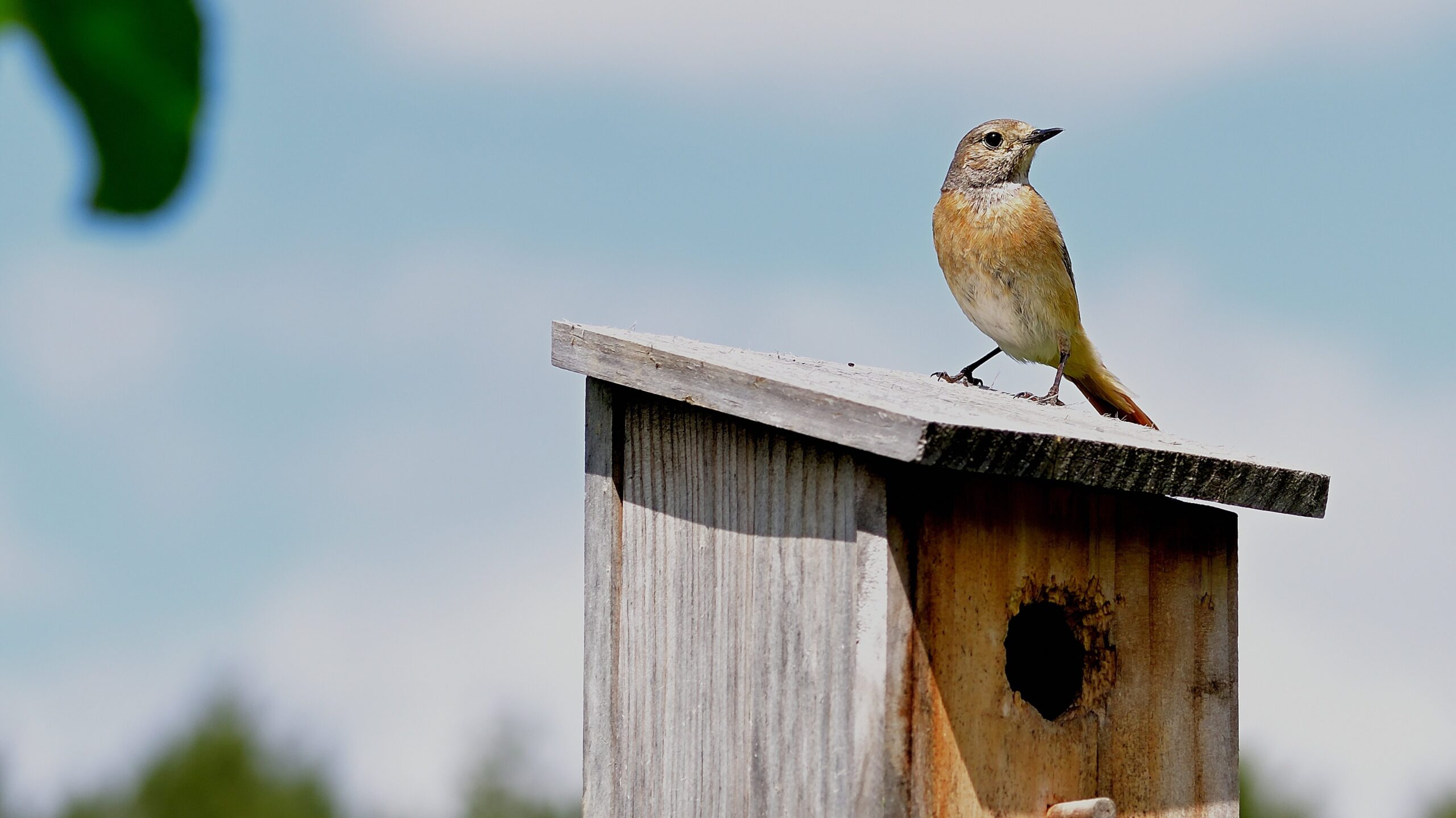 Vogelhäuschen bauen – Der umfassende Ratgeber für Material, Bauanleitung, Standort und Pflege 2 jggrz common redstart 7259277 edited scaled