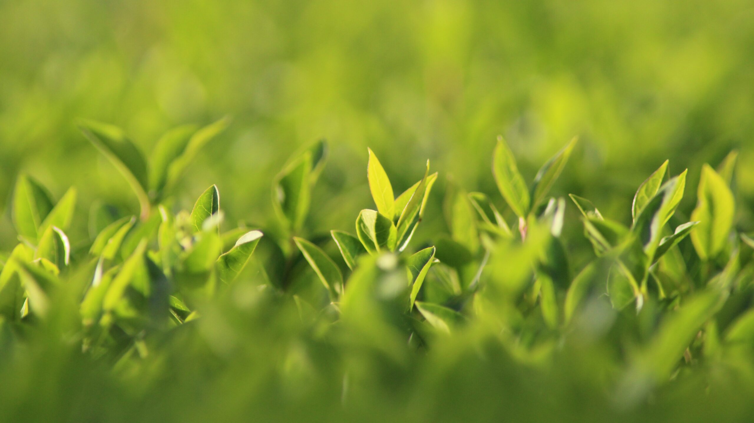 Hecke schneiden: Der große Ratgeber für den richtigen Zeitpunkt, die passende Technik und gesunde Pflanzen 3 kranich17 hedge 5105651 edited scaled