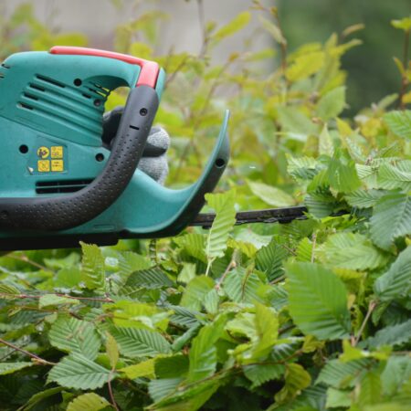 Hecke schneiden: Der große Ratgeber für den richtigen Zeitpunkt, die passende Technik und gesunde Pflanzen