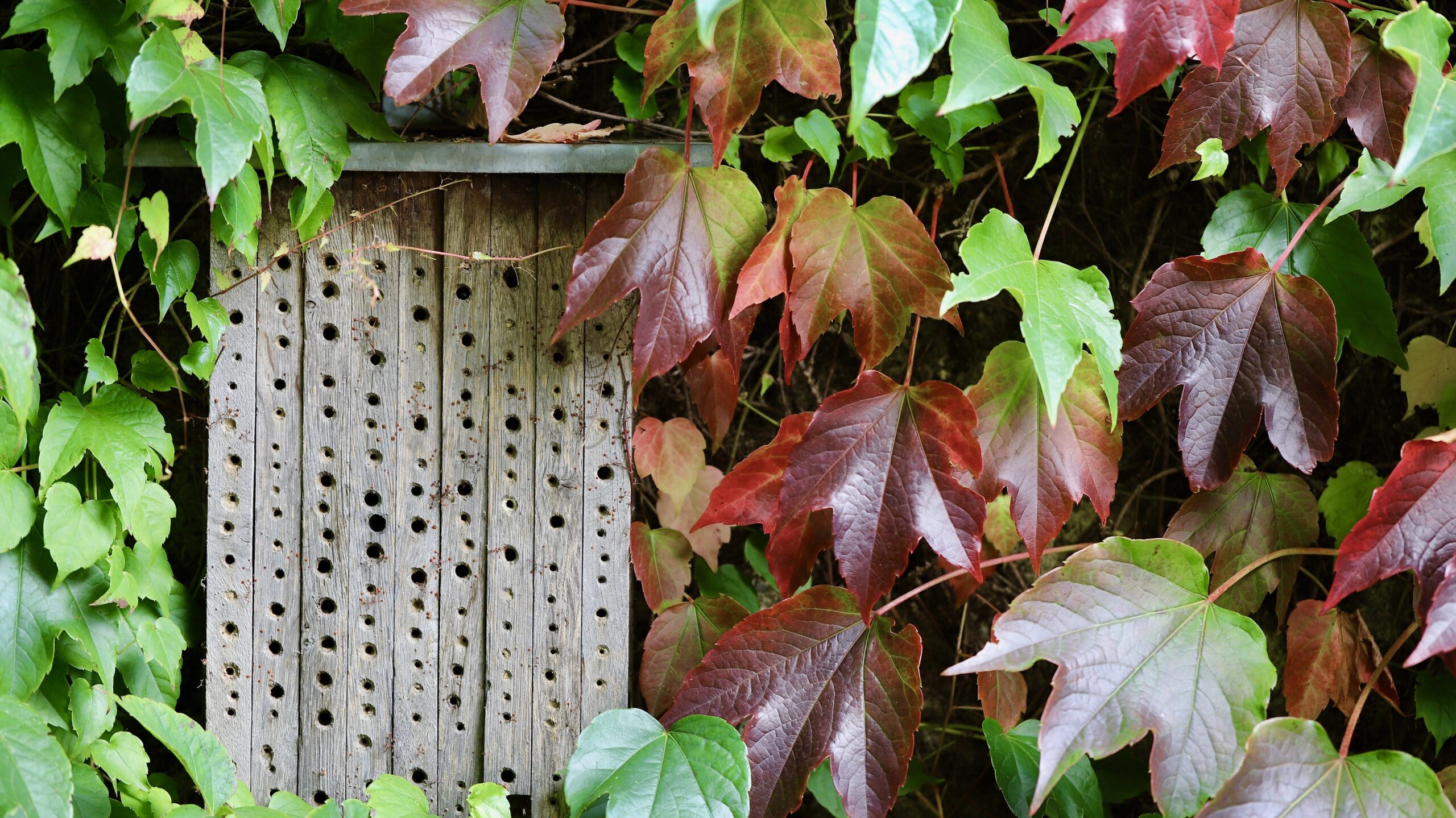 Insektenhaus: Nutzen, Standort, Bewohner und wichtige Tipps für Bau und Pflege 2 nennieinszweidrei bee hotel 8398334 edited scaled