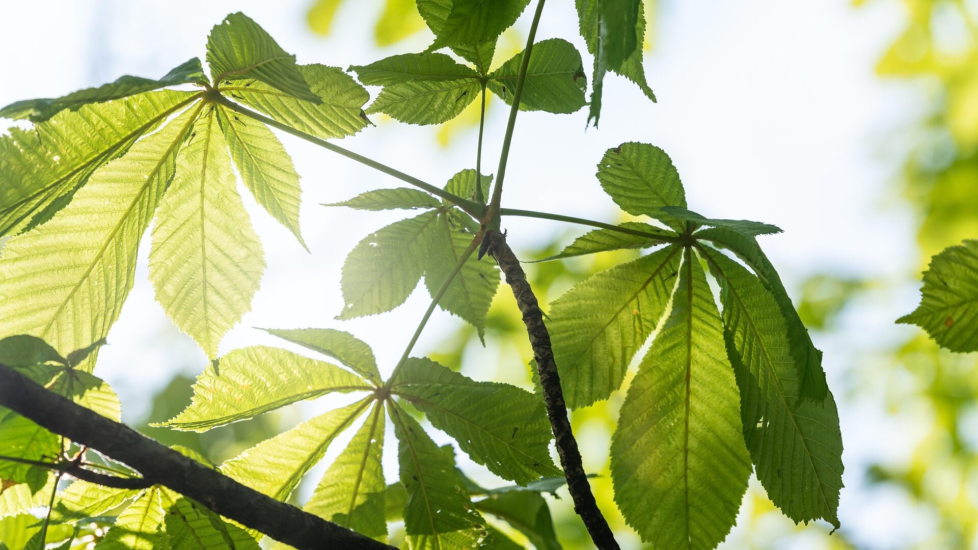 Trend Neurowellness - Nervensystem-Regulation erklärt 3 baum kastanie edited