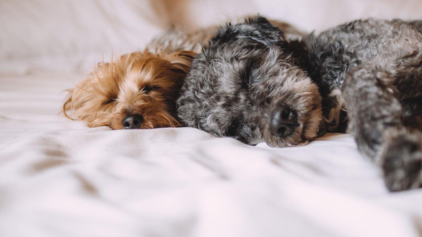 Tierbetreuung im Urlaub: Finden Sie die beste Option 2 hunde schlafen edited