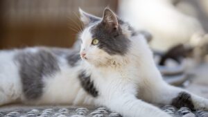 katze betreuung edited