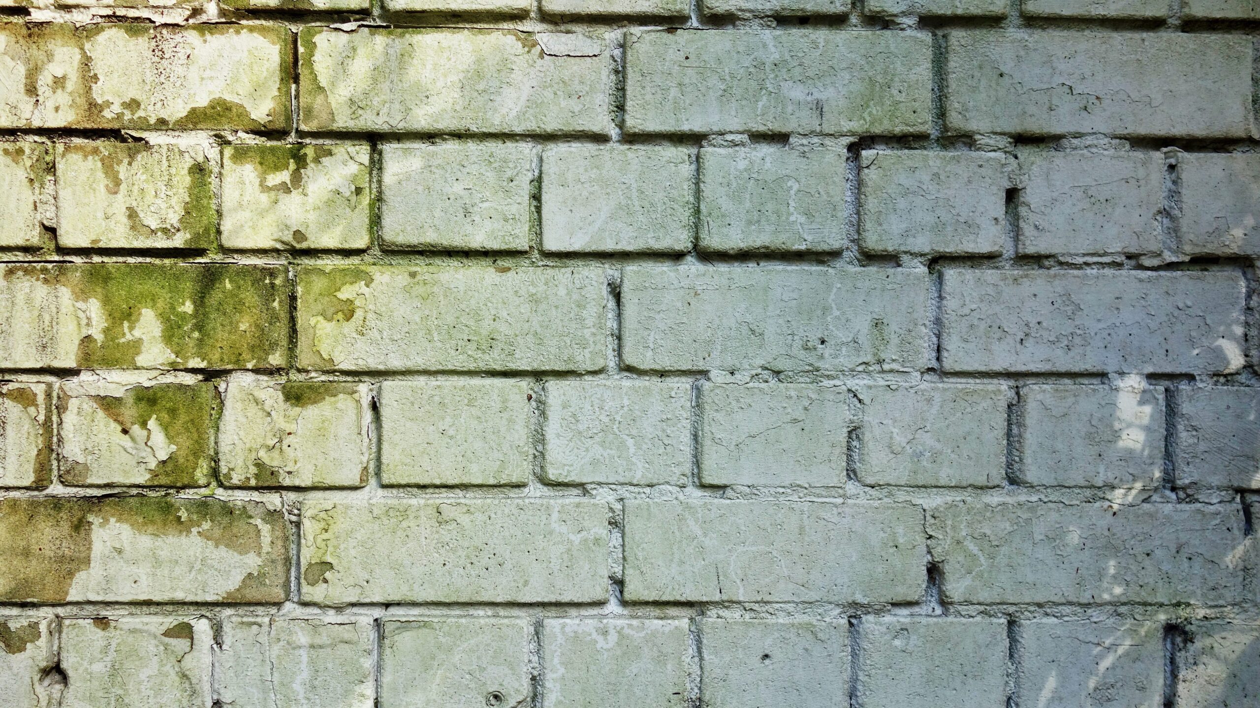 Schimmel entfernen: Alles, was über Ursachen, Risiken und die richtige Beseitigung bekannt sein sollte 1 mabelamber brick wall 3194516 edited scaled
